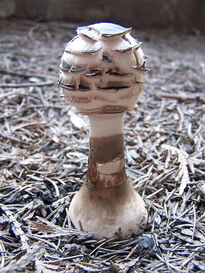 Зонтик Конрада (Macrolepiota konradii): фото и описание гриба