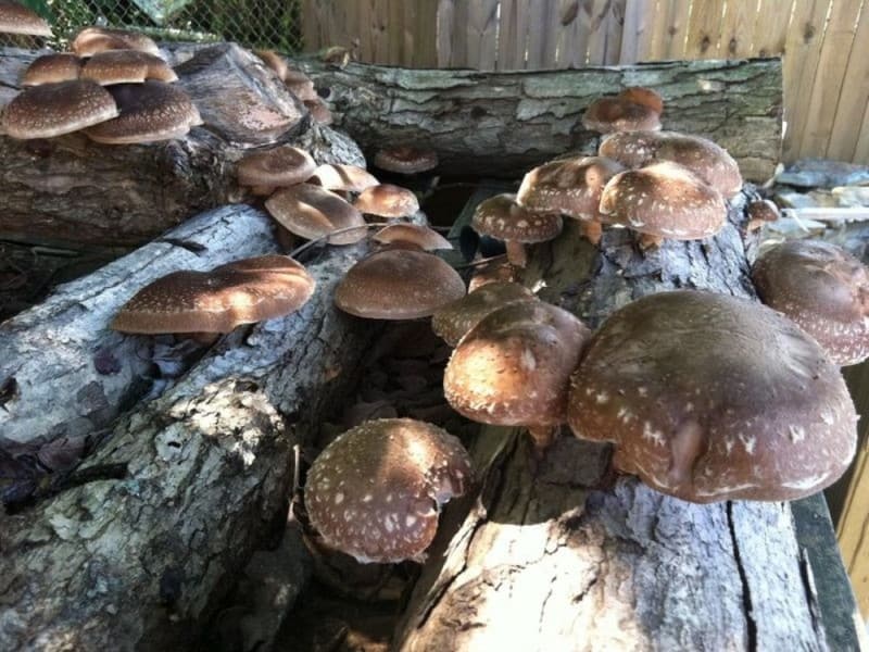 грибы на пнях в домашних условиях