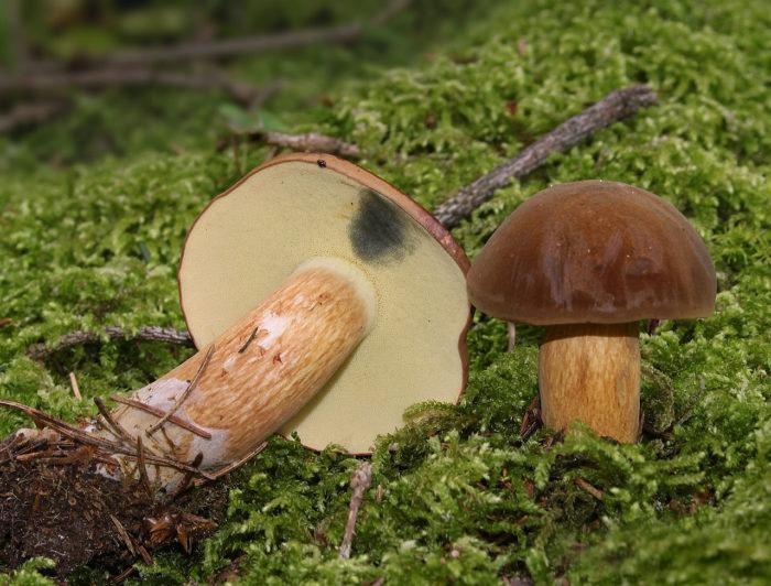 Элитный польский гриб для дворянского стола — как приготовить на зиму?