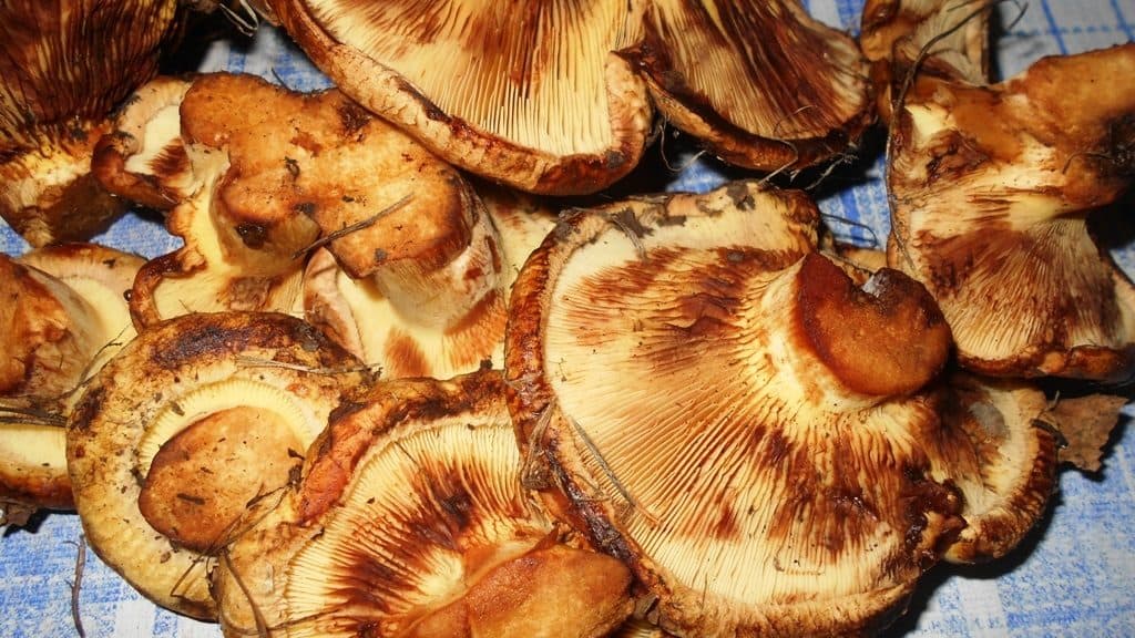 Жареные грибы на зиму