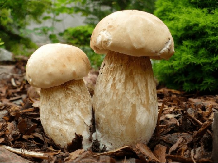 В чем особенность гриба колосовика?