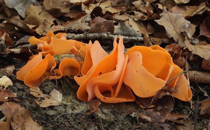 Существующие особенности гриба Алеврия оранжевая