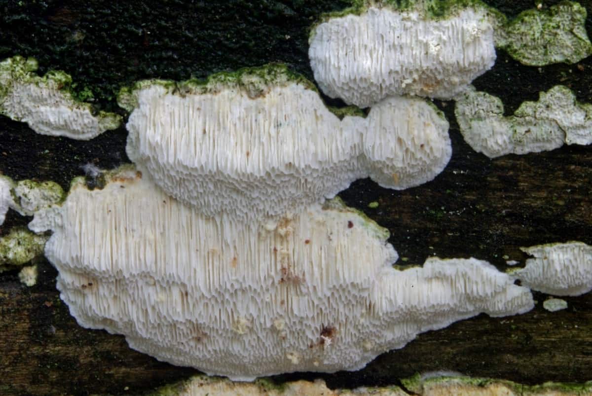 Белая плесень вид. Домовый гриб Serpula Lacrymans. Настоящий домовый гриб (Serpula Lacrymans. Домовой гриб серпула плачущая. Домовой гриб Мерулиус.