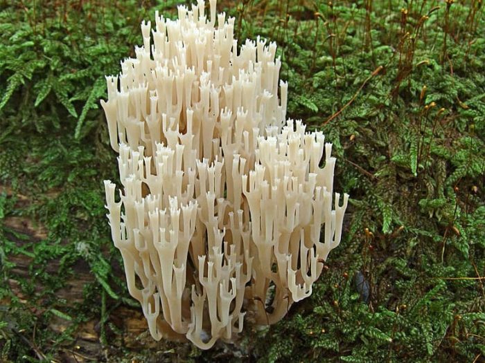 Как понять, что Вы нашли гриб Клавикорона крыночковидная?