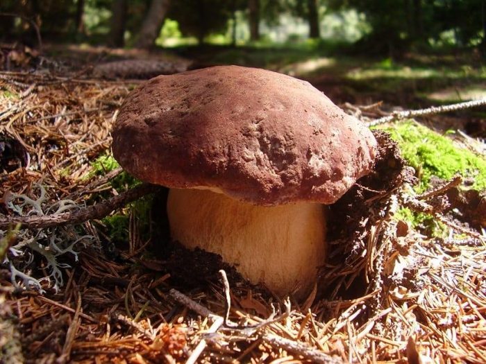 Что представляют собой Боровые белые грибы?
