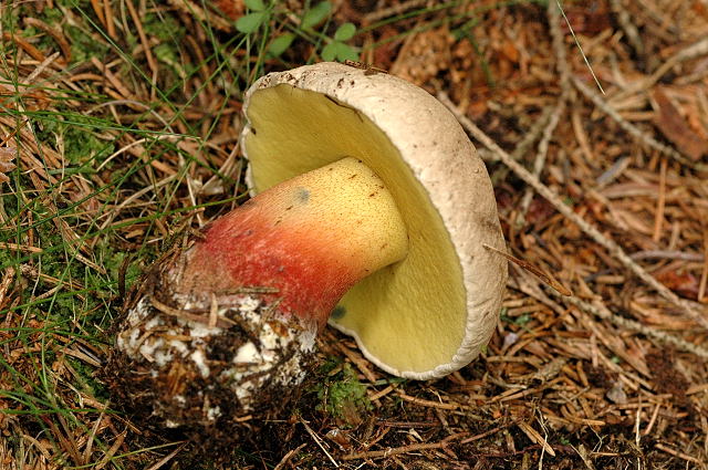 В чем особенность гриба Боровик красивый?