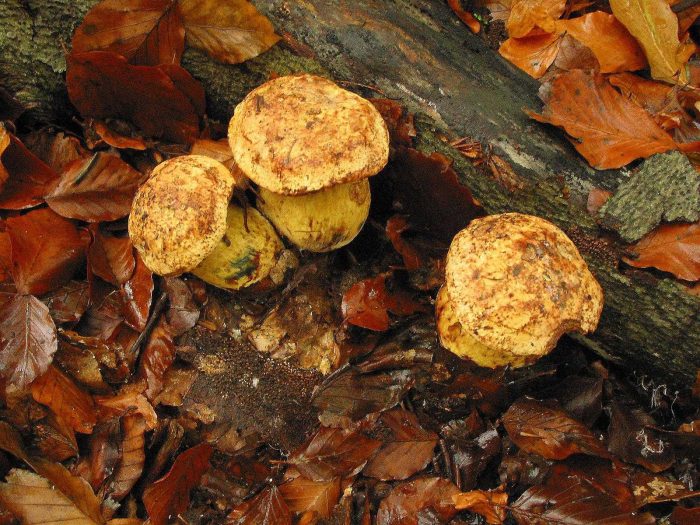 Уникальный и неповторимый Желтый боровик - гриб королевских кровей