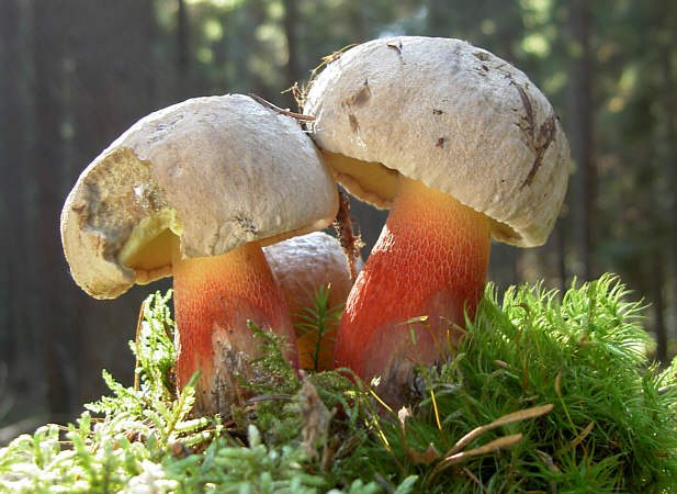 В чем особенность гриба Боровик красивый?