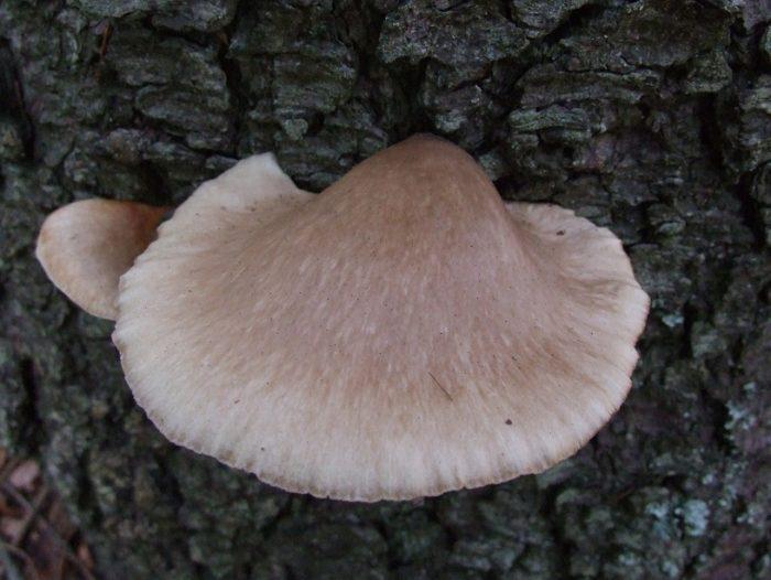 Особенности гриба Вёшенка осенняя