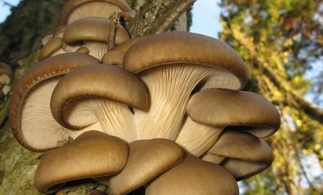 Pleurotus Ostreatus Tree Mushroom Japan Fungus