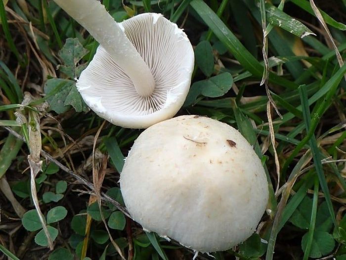 Особенности гриба Волоконница земляная