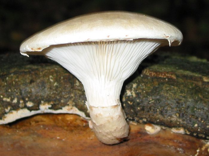 Достаточно ли Вы знаете о грибе Вешенка дубовая?