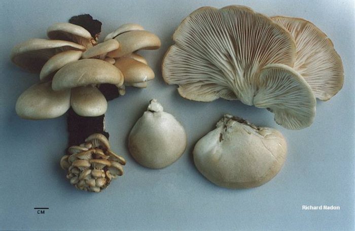 Как определить Устричный гриб без какого-либо риска положить в корзину его двойника?