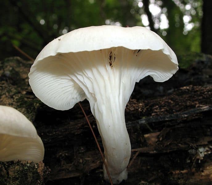 Почему Вешенка весенняя такой востребуемый и распространенный гриб?