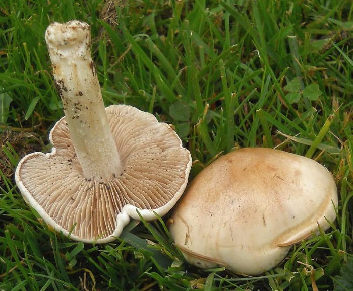Что нужно знать про хреновый гриб?
