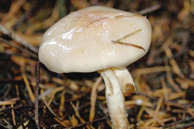 Что нужно знать про хреновый гриб?