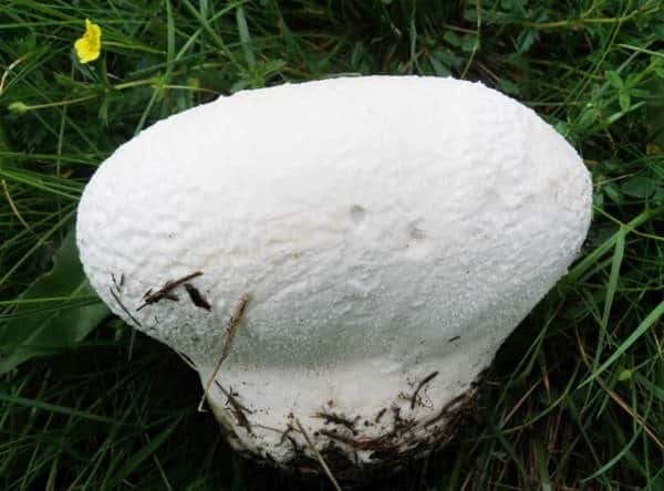 Непросто вкусный гриб Дождевик луговой...