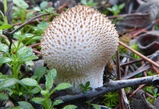 Съедобный гриб Дождевик шиповатый: описание, выращивание и способы приготовления