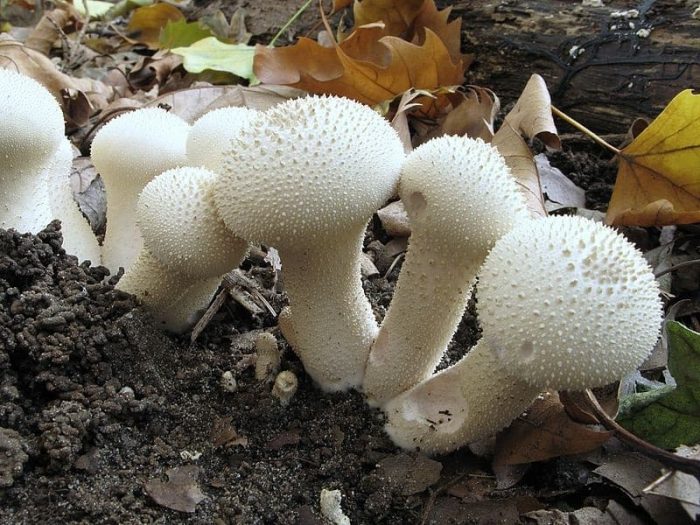 Дождевик шиповатый (жемчужный) или гриб заячья картошка (Lycoperdonperlatum): фото, описания и как готовить этот съедобный вид