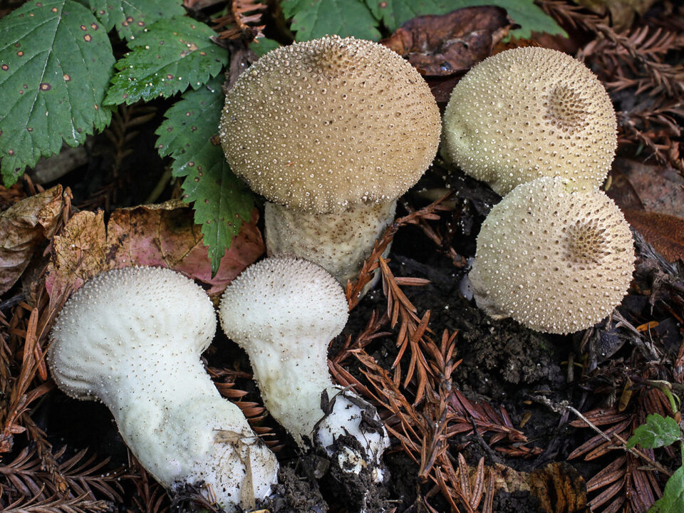 Дождевик шиповатый (жемчужный) или гриб заячья картошка (Lycoperdonperlatum): фото, описания и как готовить этот съедобный вид