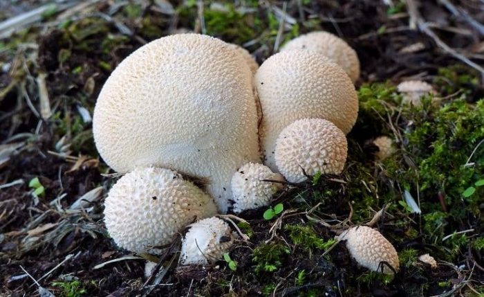 Особенности гриба Дождевик грушевидный