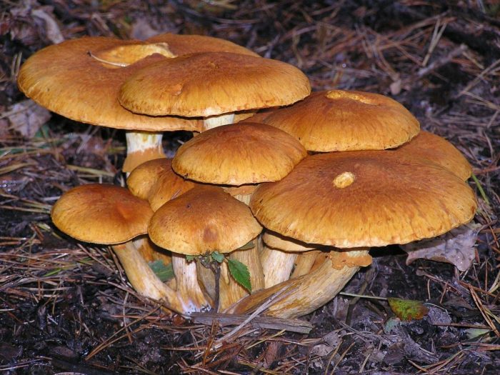 Фото и описание гриба Гимнопил Юноны