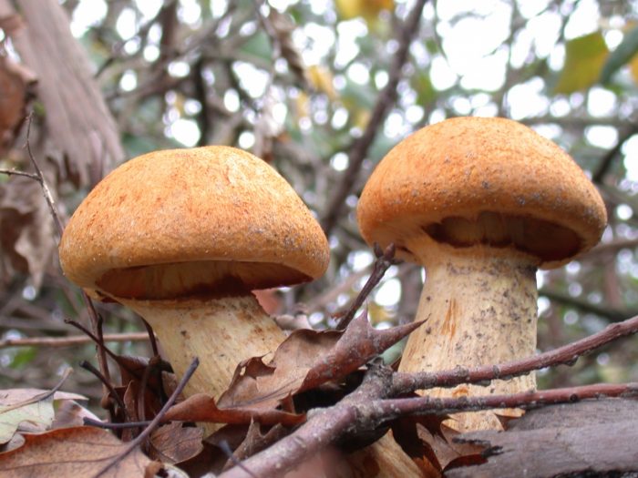 Фото и описание гриба Гимнопил Юноны
