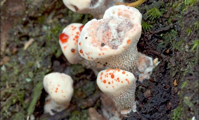 Что представляет собой гриб Гиднеллум Пека?