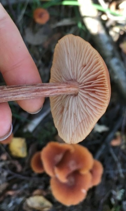 Лаковица лаковая – непривычный съедобный гриб