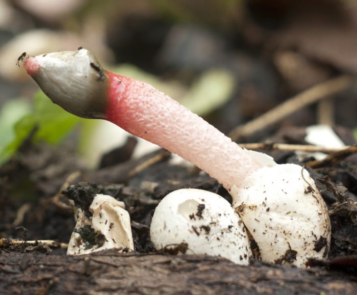 Лечебный гриб со странной внешностью — Мутинус собачий