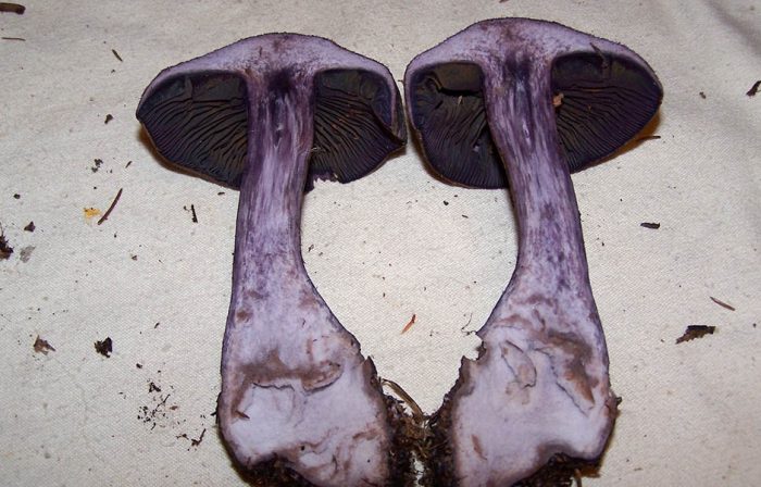 Необычный гриб из сказки – Паутинник фиолетовый