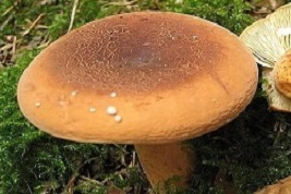 В чем особенность гриба краснушка? Раскрываем все секреты готовки