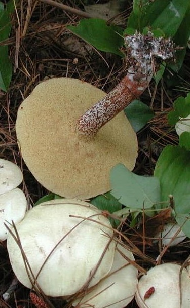 В чем уникальность гриба Масленок белый?