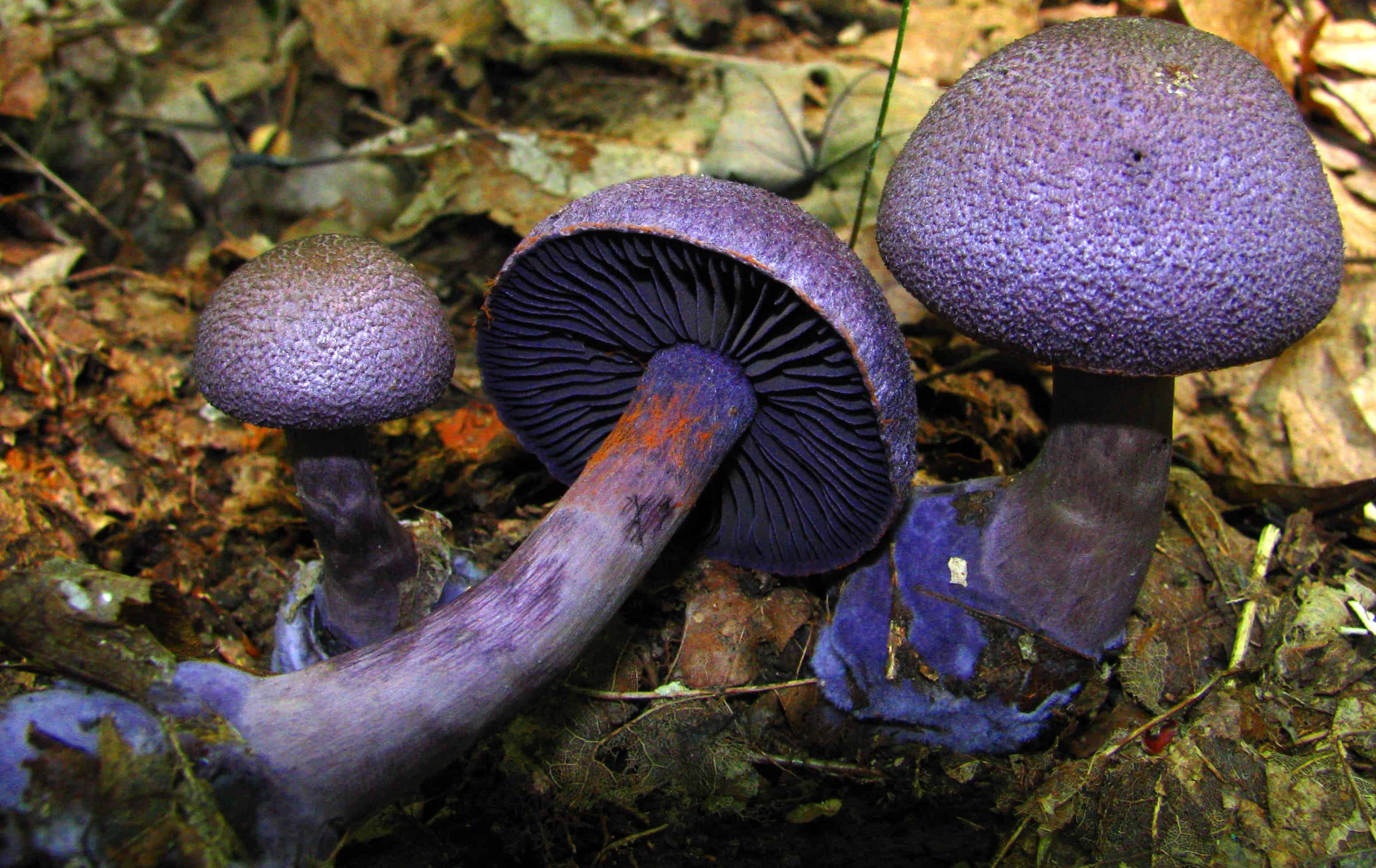 Фиолетовые Волнушки Грибы Фото
