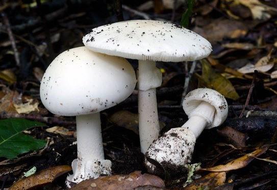Белый мухомор (Amanita verna) или Весенняя поганка: фото и описание гриба