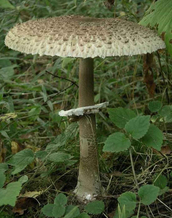 Смертельно опасный гриб Лепиота ядовитая