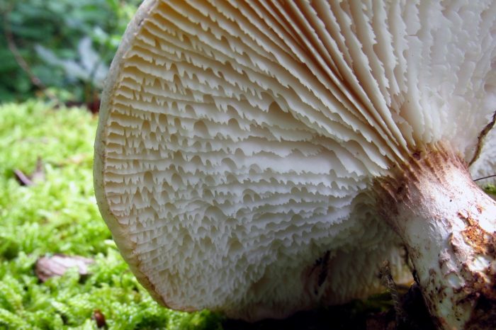 Где растет и стоит ли внимания Шпальный гриб?