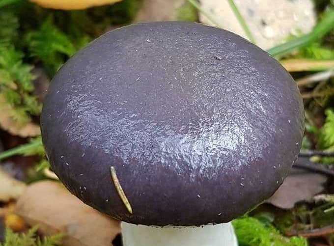 Всё ли Вы знаете о Мокрухе еловой? Удивительные факты об обычном грибе!