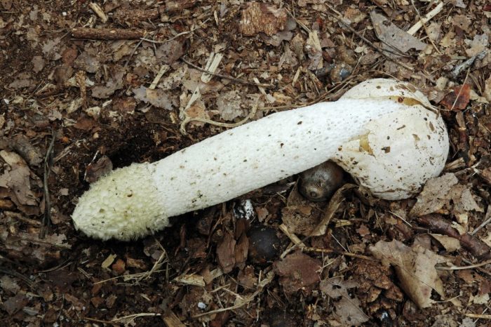 Гриб Веселка обыкновенная - необыкновенно целебный гриб