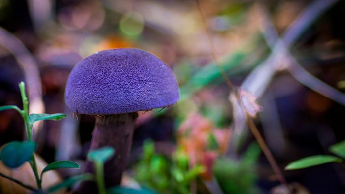 Необычный гриб из сказки – Паутинник фиолетовый