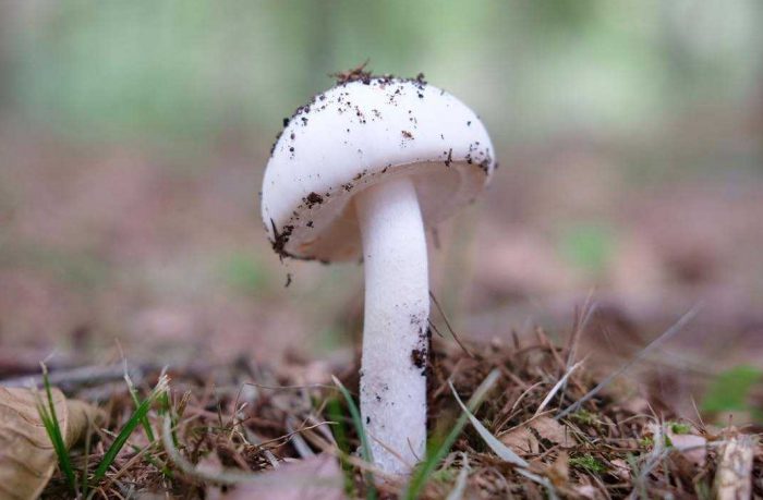 Опасный и коварный лесной гриб - Мухомор весенний
