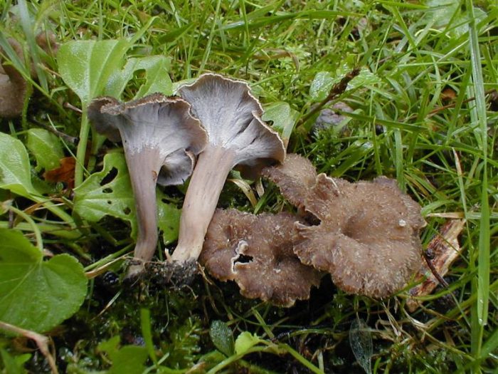 Необычный гриб Серая лисичка