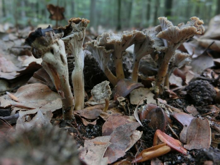 Необычный гриб Серая лисичка