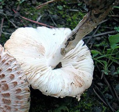 Описание гриба Лепиота коричнево-красная