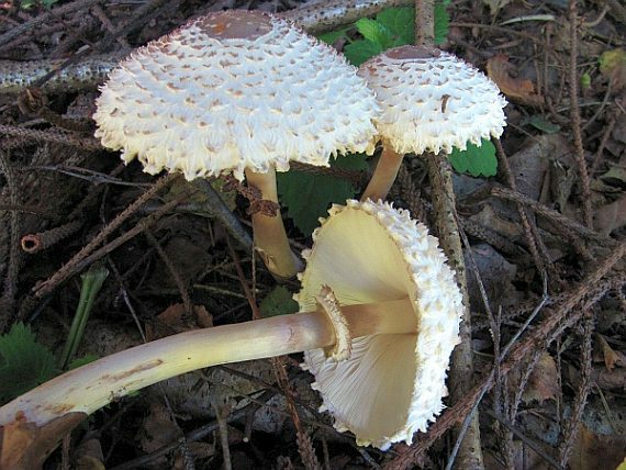 В чем особенность гриба Зонтик девичий?