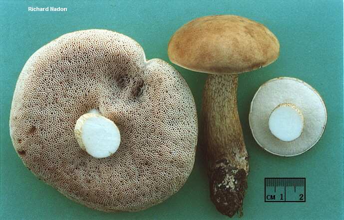 Опасен ли Ложный белый гриб?