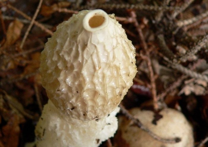 Гриб Веселка обыкновенная - необыкновенно целебный гриб