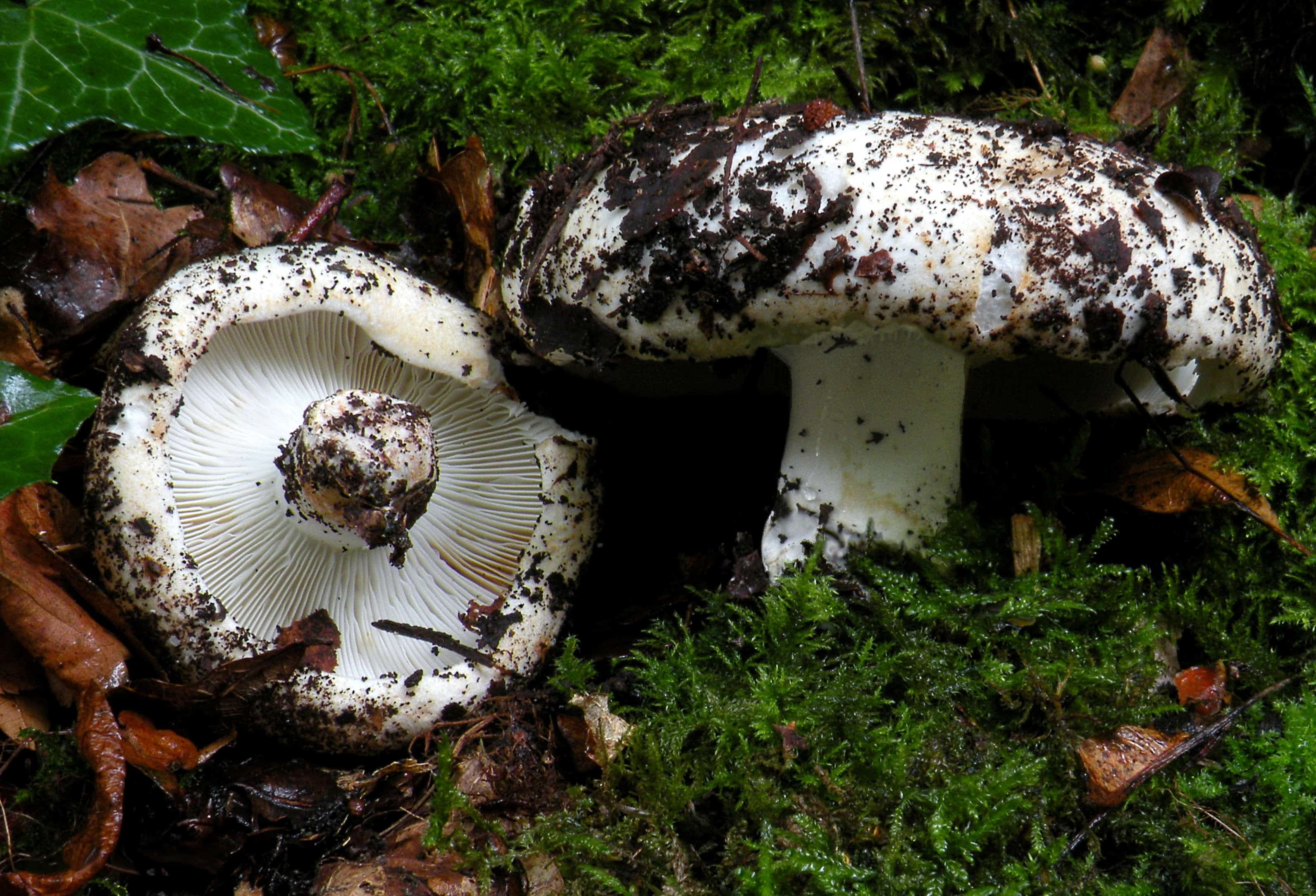 сухие грибы маринованные