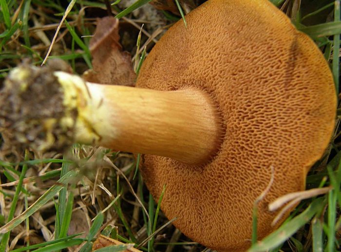 Коротко о главном: Перечный гриб - ядовитый вид или деликатес?