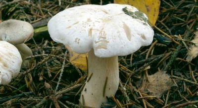 Необычный вкус обычного гриба — Рядовка фиалковая
